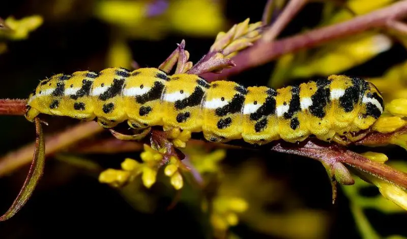 Yellow Caterpillars with Black Spikes