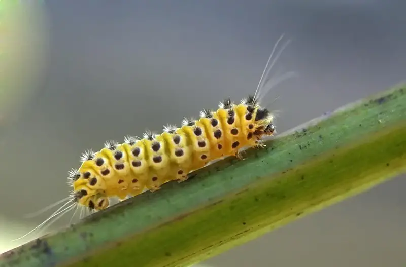 Yellow Caterpillars with Black Spikes