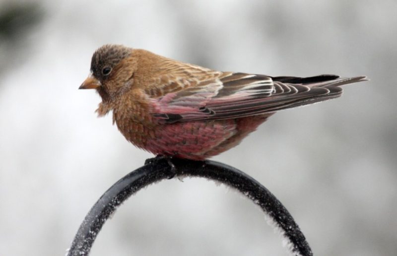 Pink Birds