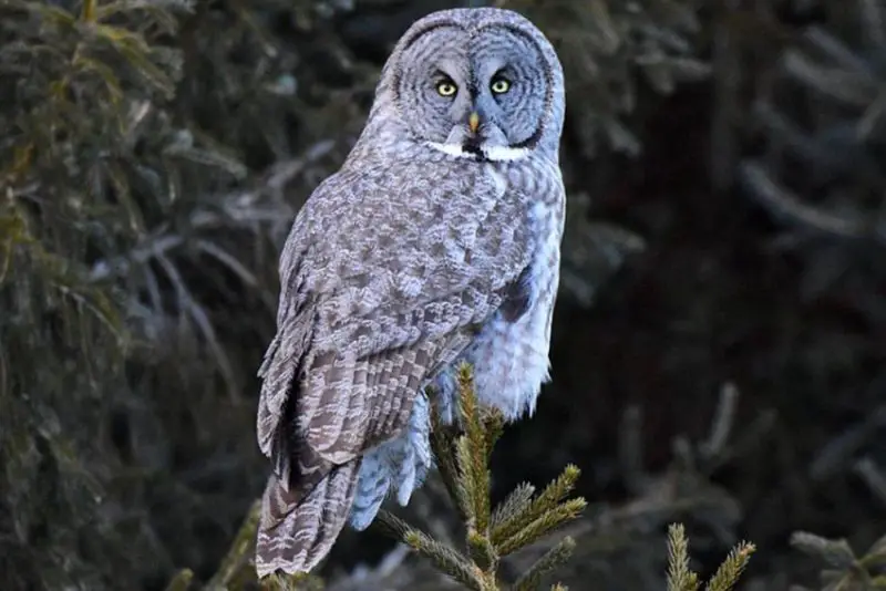 Types of Owls