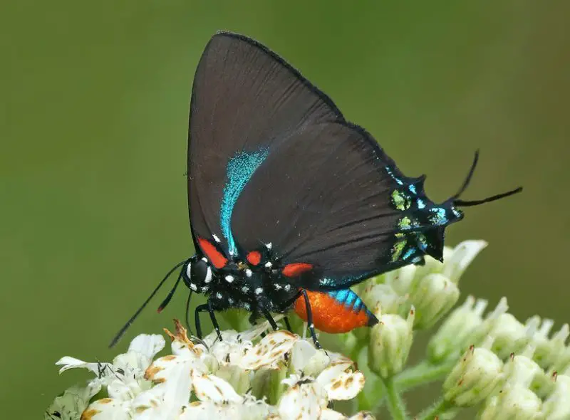 Black and Blue Butterfly