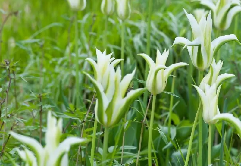 Easter Lily