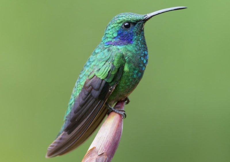 Types of Hummingbirds