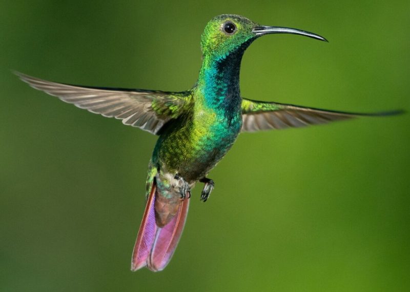 Types of Hummingbirds