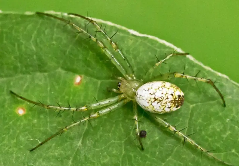 White Spiders