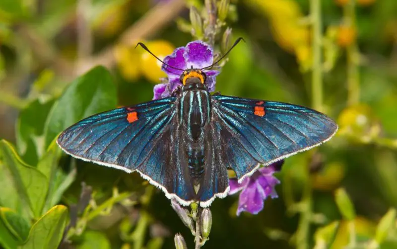 Black and Blue Butterfly