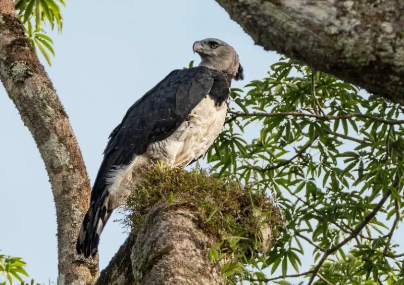 types of eagles