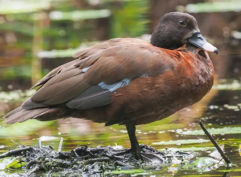 Types of Ducks