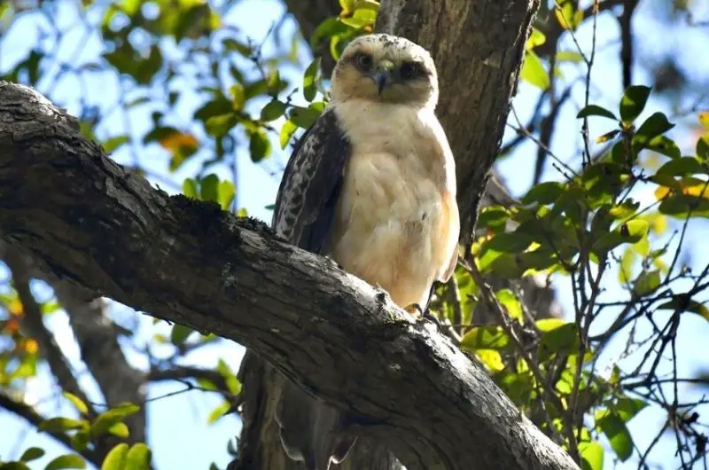 Types of Hawks