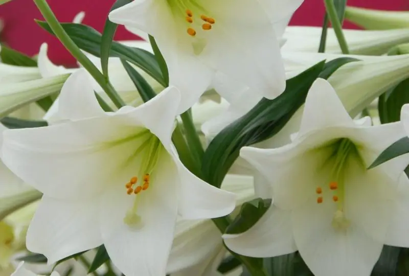 Easter Lily