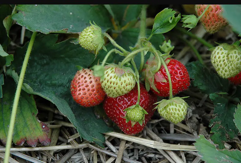 Types of Strawberries