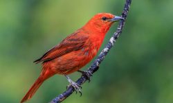 35 Species of Red Birds (With Pictures and Identification)