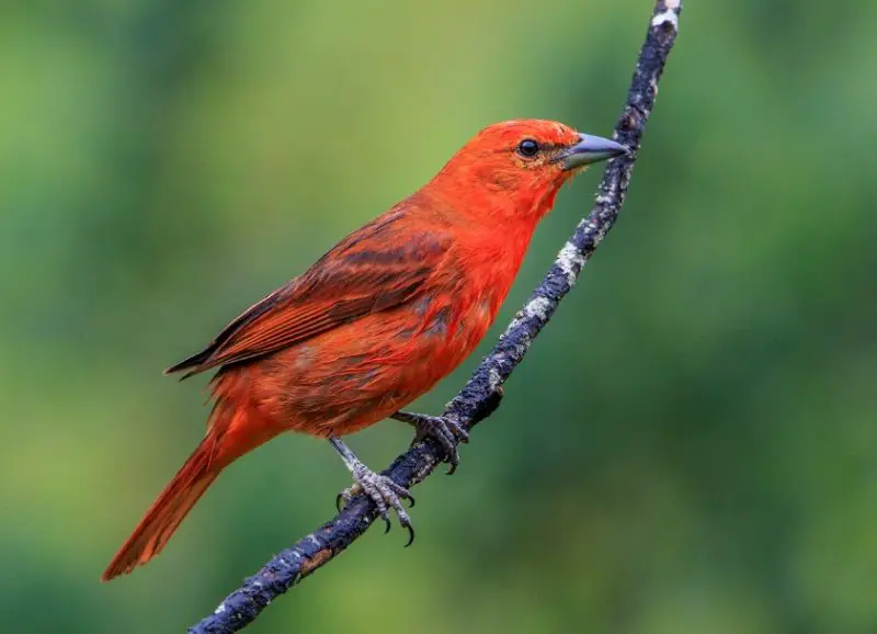 Birds with Red Heads