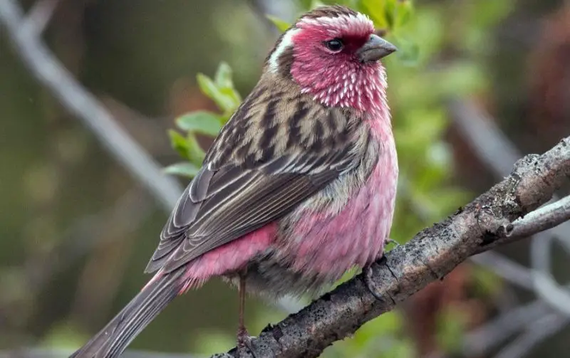 Pink Birds