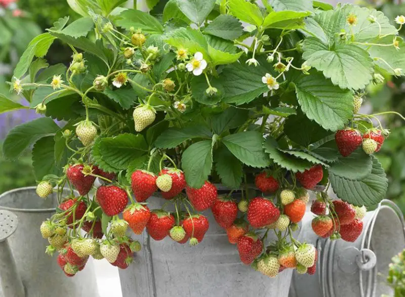 Types of Strawberries