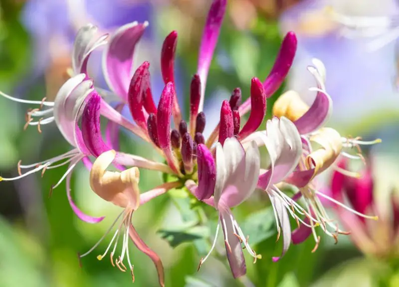 Flowers That Are Deer Proof