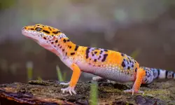 How Big Will a Leopard Gecko Get? Growth Stages & Care Tips