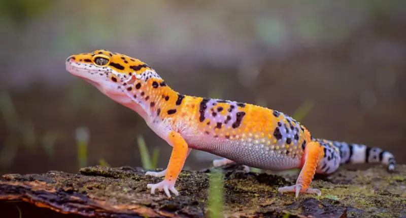 How Big Will a Leopard Gecko Get