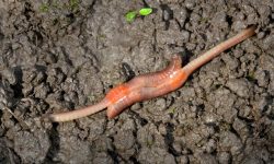 How Do Worms Reproduce? Surprising Facts You Need to Know