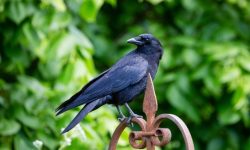 How to Attract Crows: 7 Proven Ways to Befriend Them