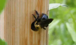 How to Get Rid of Carpenter Bees Naturally: 7 Effective Methods