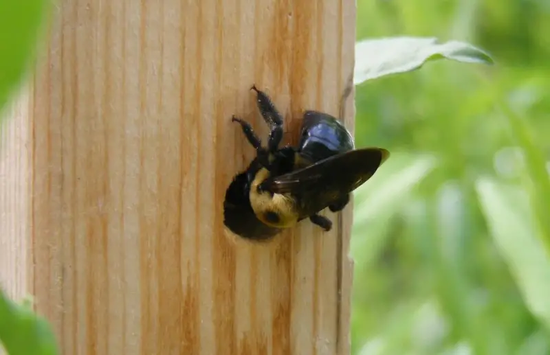 How to Get Rid of Carpenter Bees