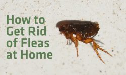 How to Get Rid of Fleas in Your House: 10 Effective Tips