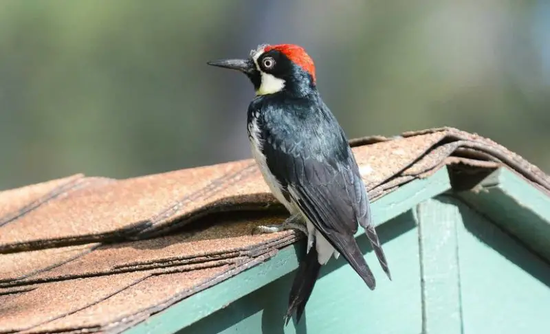 How to Get Rid of Woodpeckers