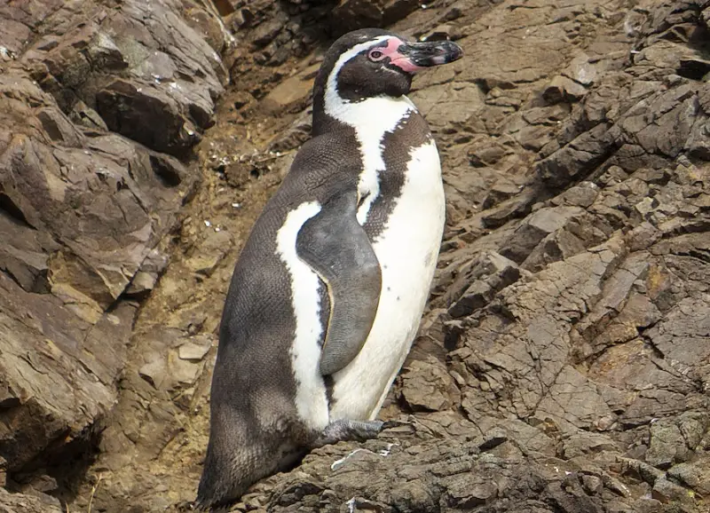 Types of Penguins