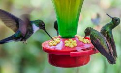 5 Delicious Hummingbird Nectar Recipes for Your Garden