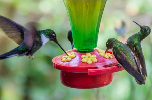 Hummingbird Nectar Recipes