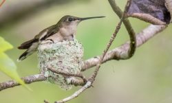 Hummingbird Nest Secrets: Amazing Facts You Didn’t Know!