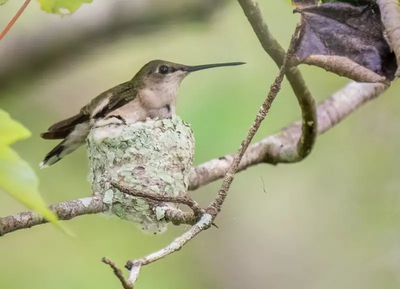 Hummingbird Nest