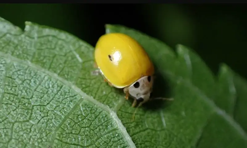 Yellow Ladybugs