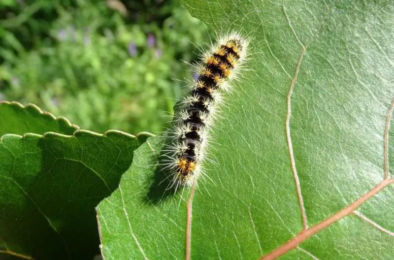 Yellow Caterpillars with Black Spikes