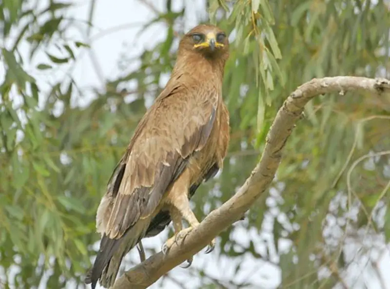 types of eagles