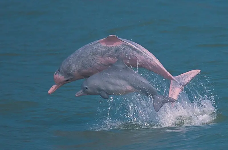 Types of Dolphins