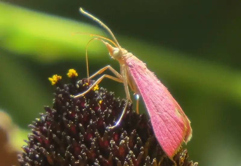 Pink and Yellow Moths