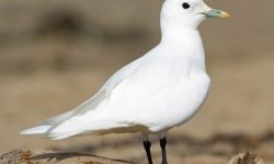 47 Types of White Birds (With Pictures and Identification)