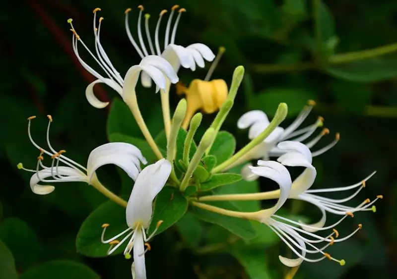 Flowers That Attract Hummingbirds