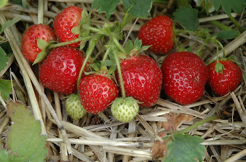 Types of Strawberries