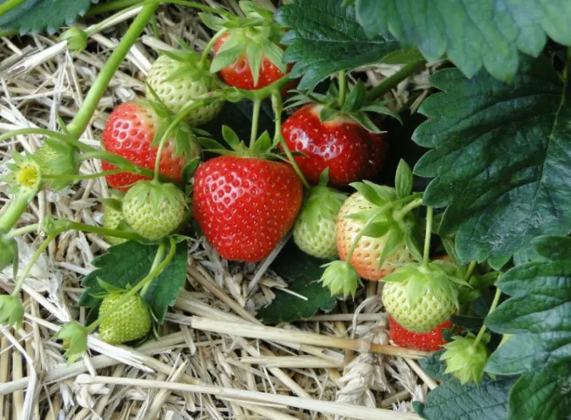 Types of Strawberries