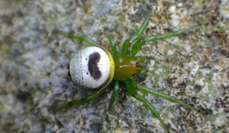 White Spiders