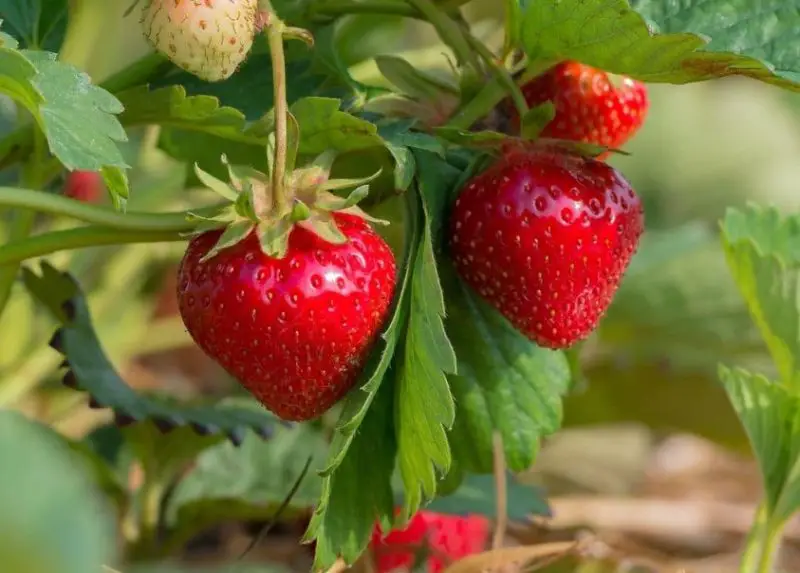 Types of Strawberries