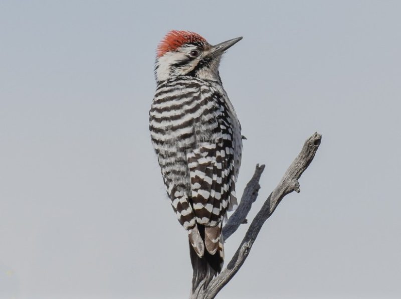 Types of Woodpeckers