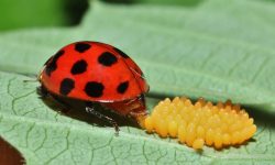 Ladybug Eggs: The Secret Revealed Here!