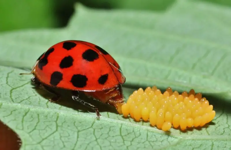 Ladybug Eggs