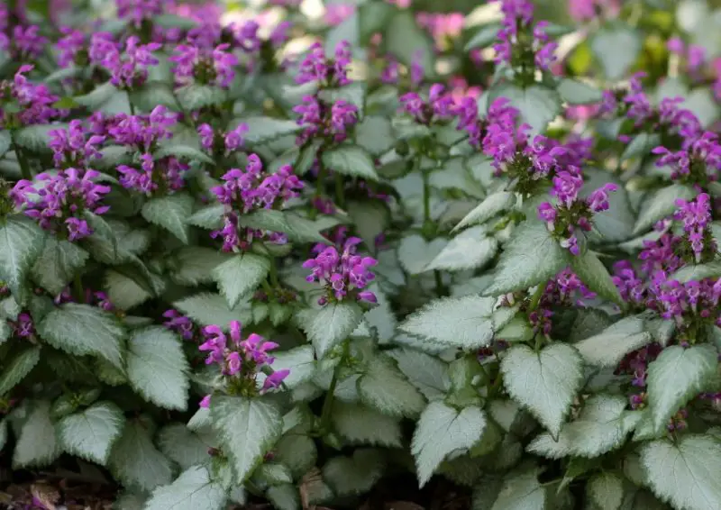 flowers that grow in shade