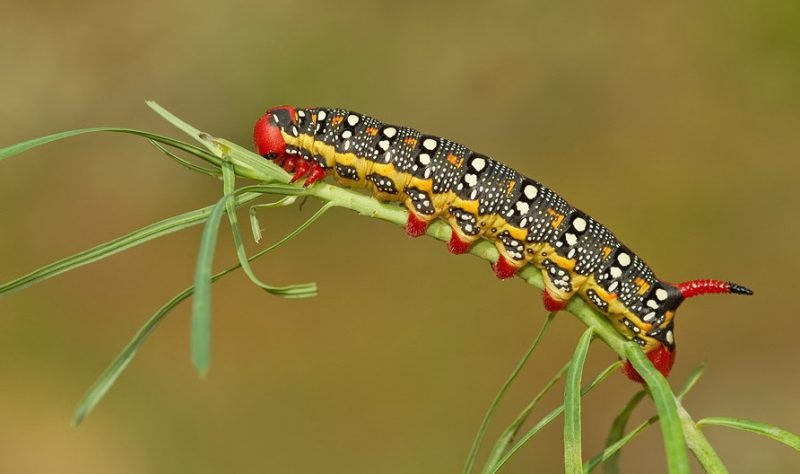 Yellow Caterpillars with Black Spikes