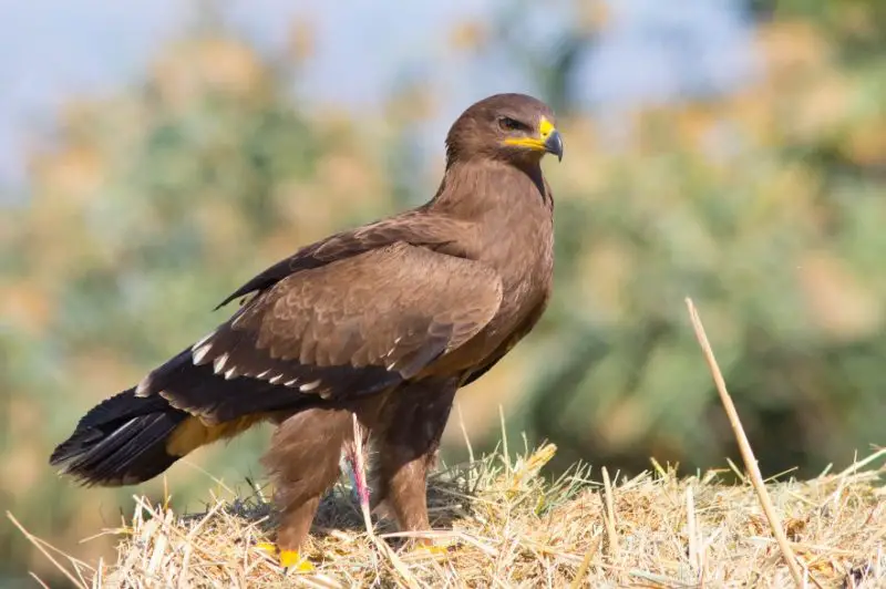 types of eagles